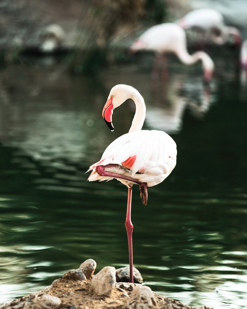 Фотография автора Дамир Фархшатов