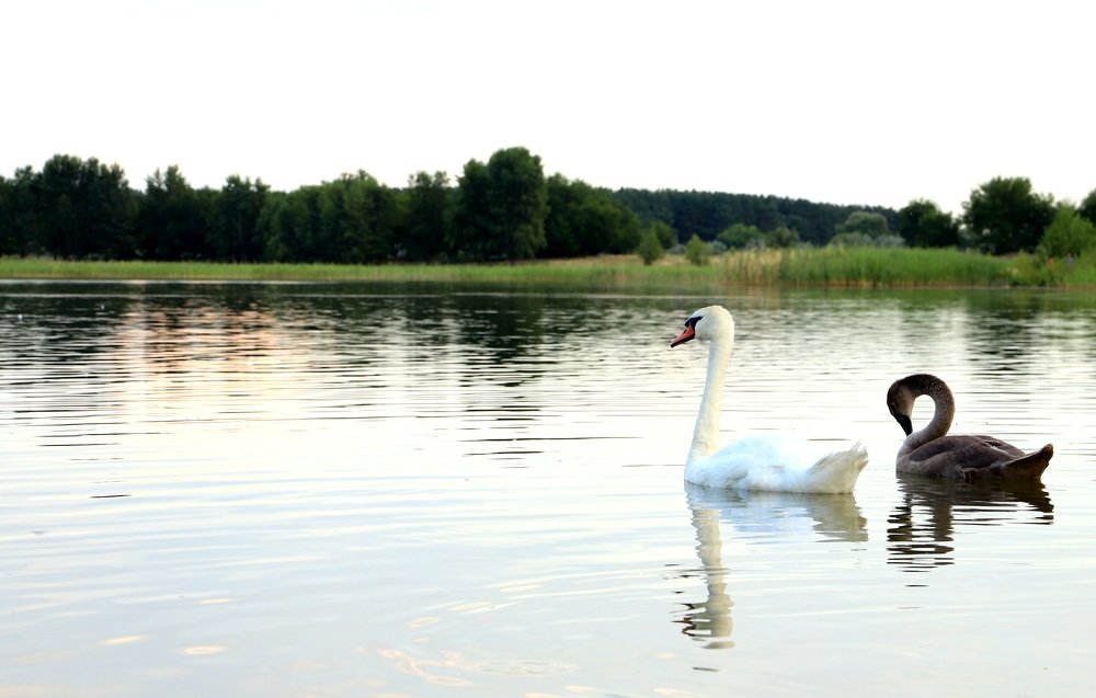 Лебединое озеро