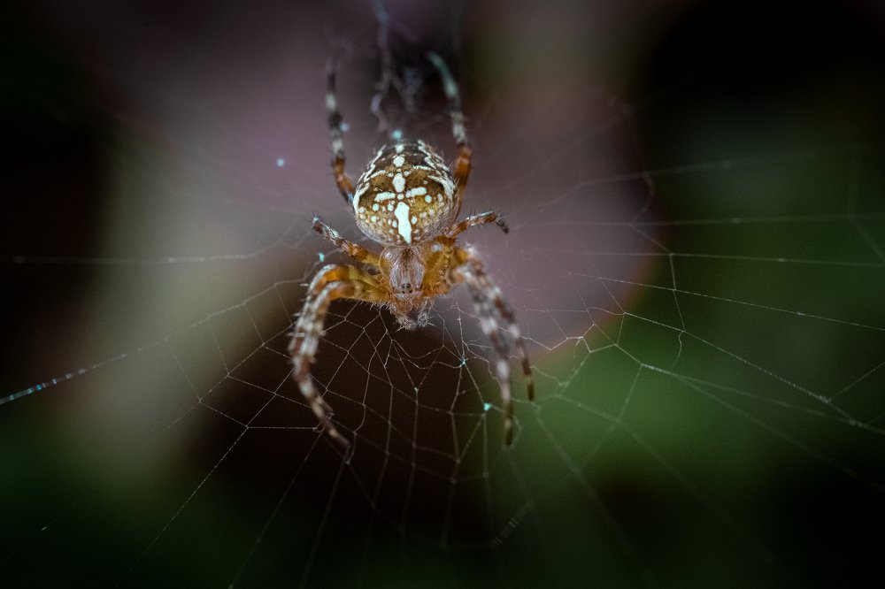 Photograph by Татьяна Тихомирова