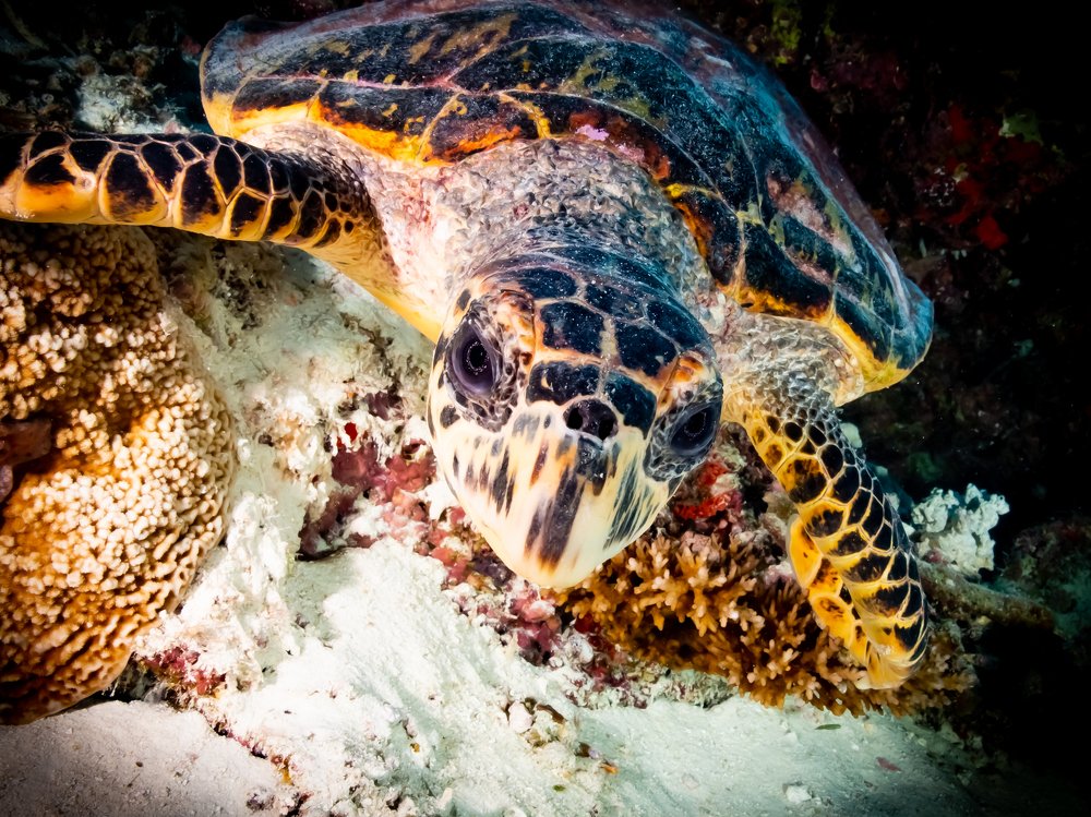 Photograph by Alexander Plakida