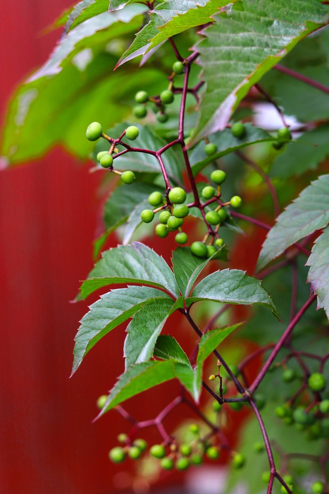 Photograph by Tatyana Semenova