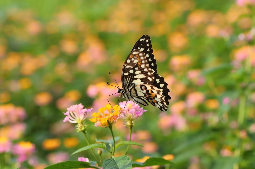 Photograph by Đỗ Minh Hà Tuấn