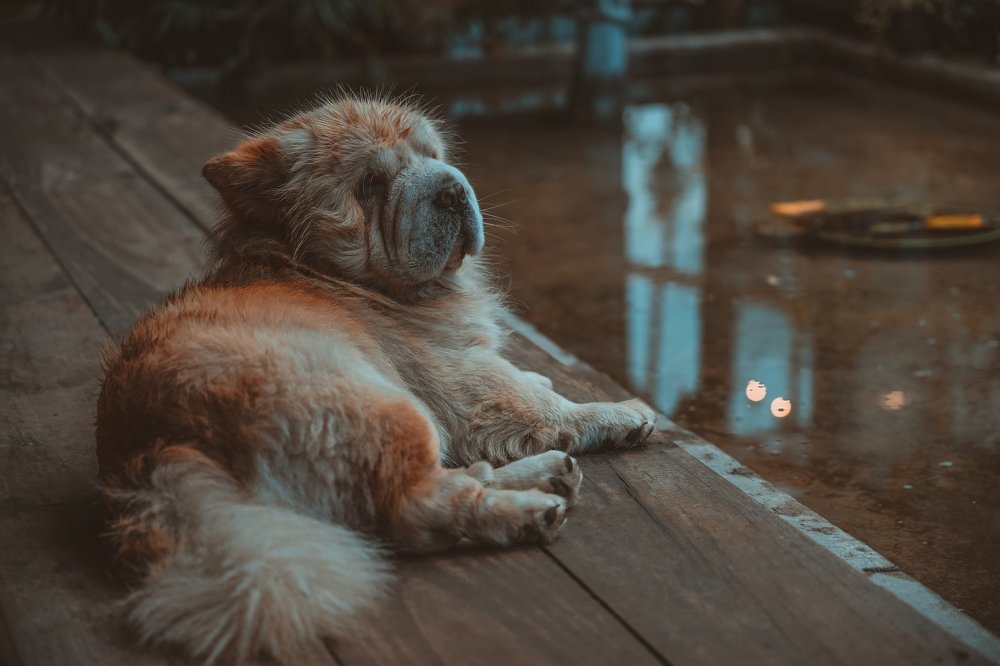 Photograph by Tu Henry