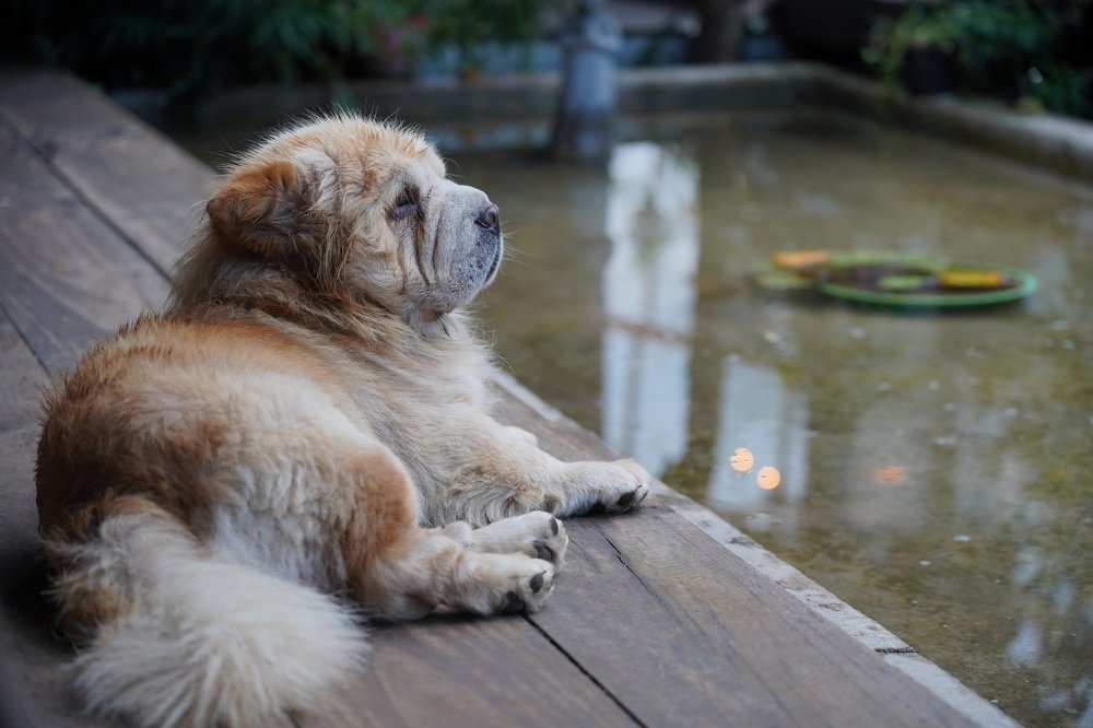 Photograph by Tu Henry