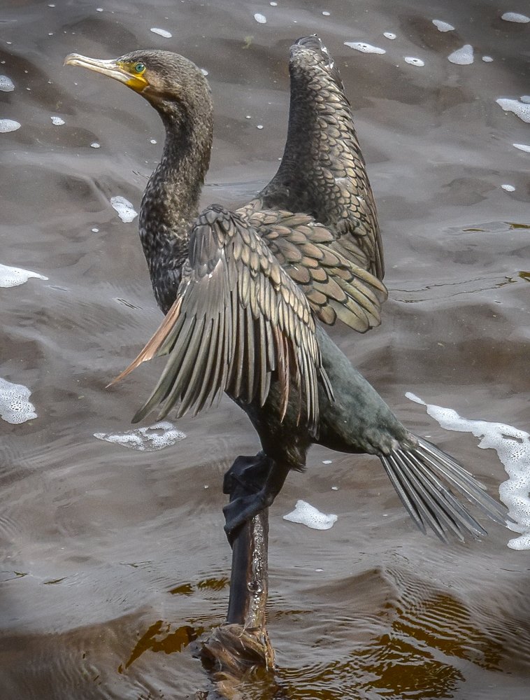 Большой Баклан