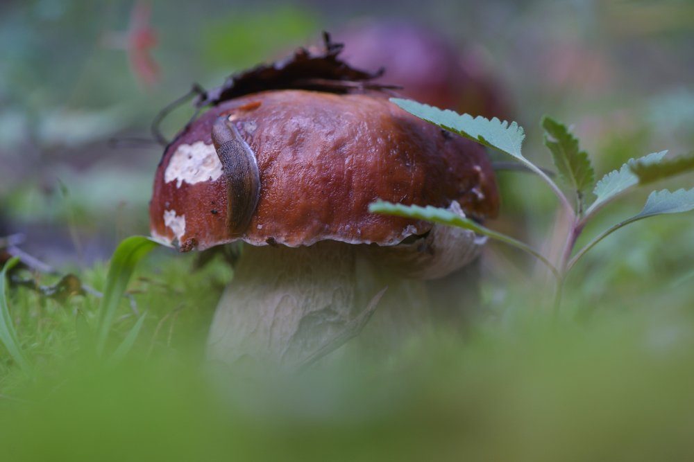 Лесной красавец