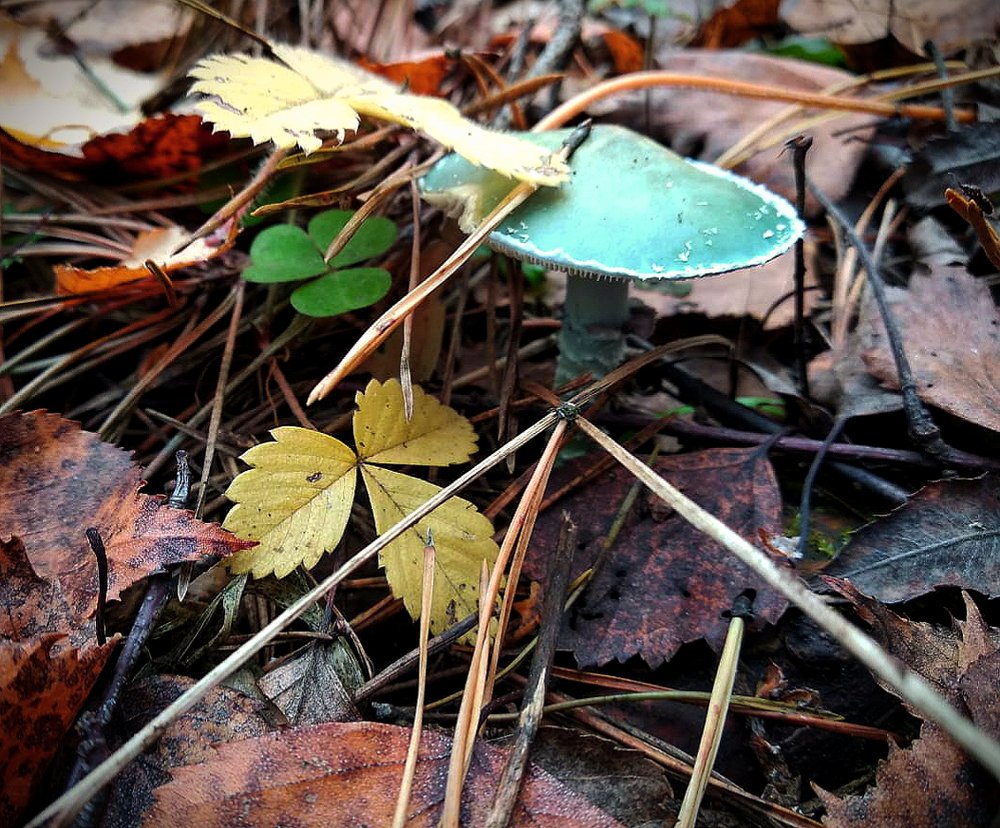 Photograph by Татьяна Зобова