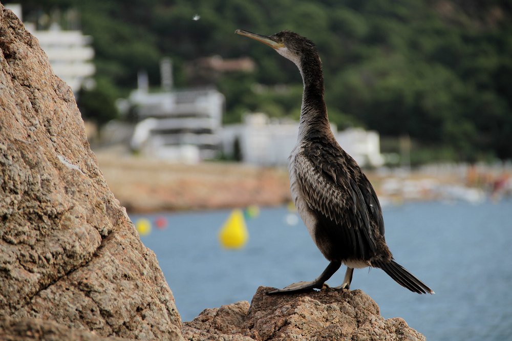 Photograph by Dzianis Mizhui