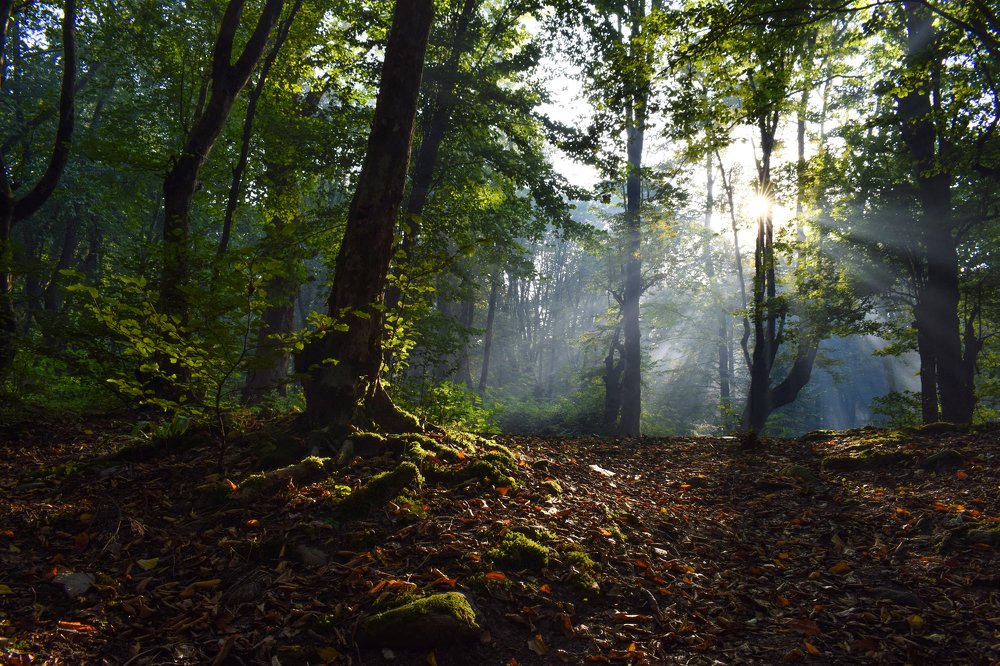 Фотография автора Mohammad amin Naderloei