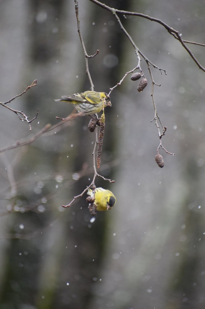 Фотография автора Mohammad amin Naderloei