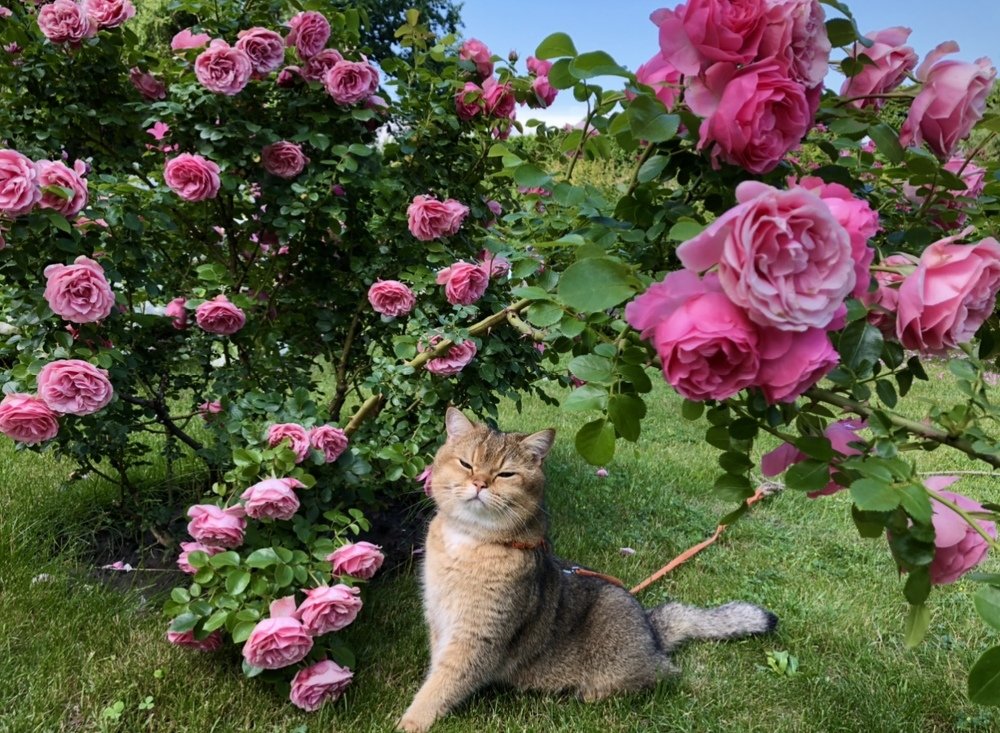 А я весь такой гламурный и в жутких розочках))