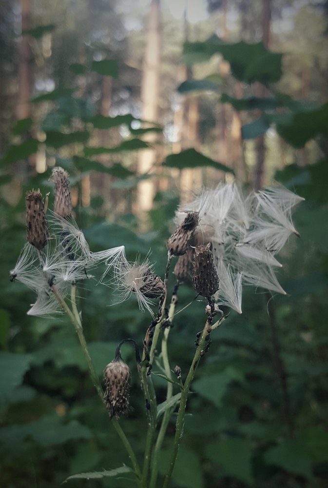 Фотография автора Rasa Zdaniene