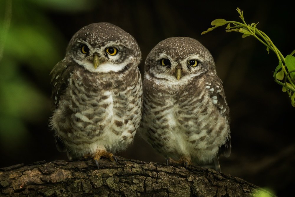 Spotted owlets pair!