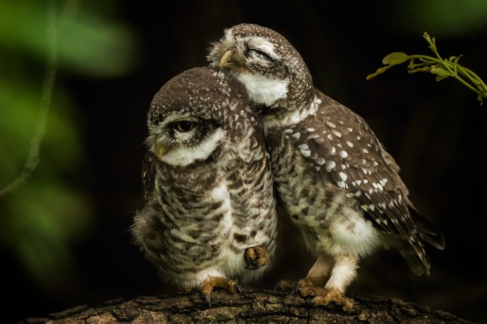 Pair of spotted owlets!