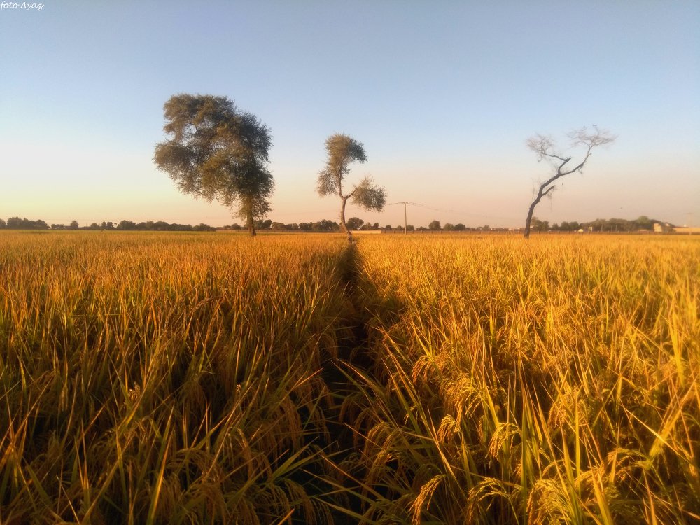 Paddy field at Sunset