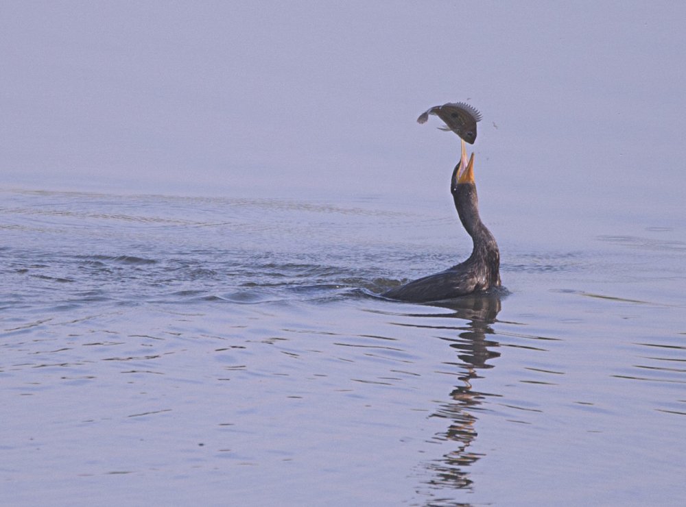 Photograph by Paulo Fernando Campana