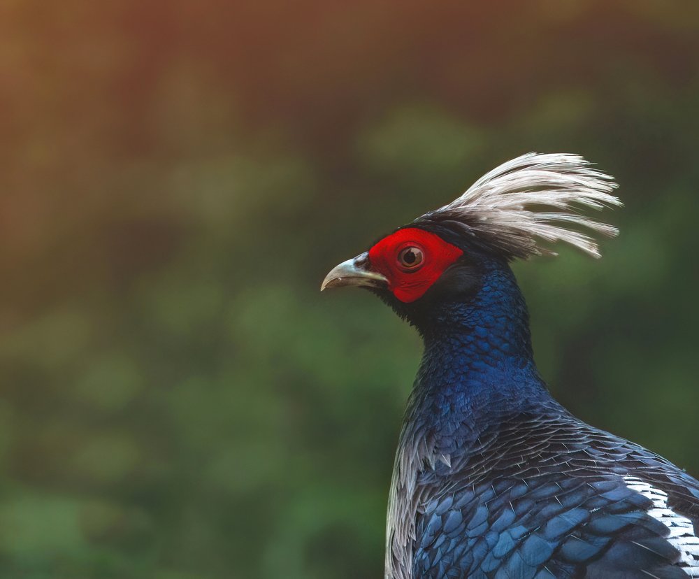 Photograph by SAMIUL KABIR