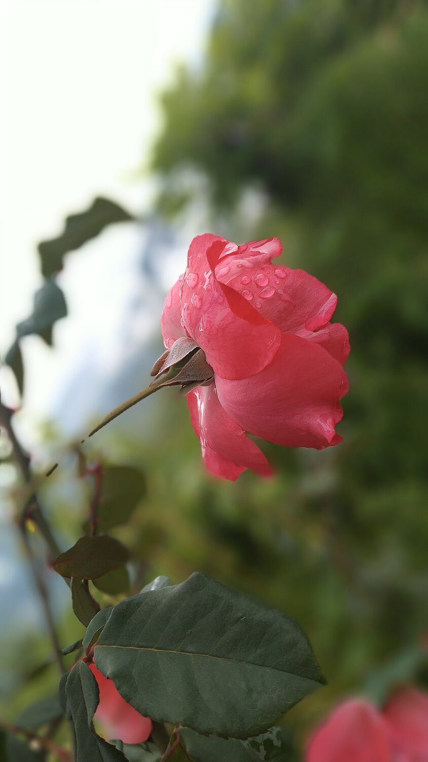 Photo #4950587