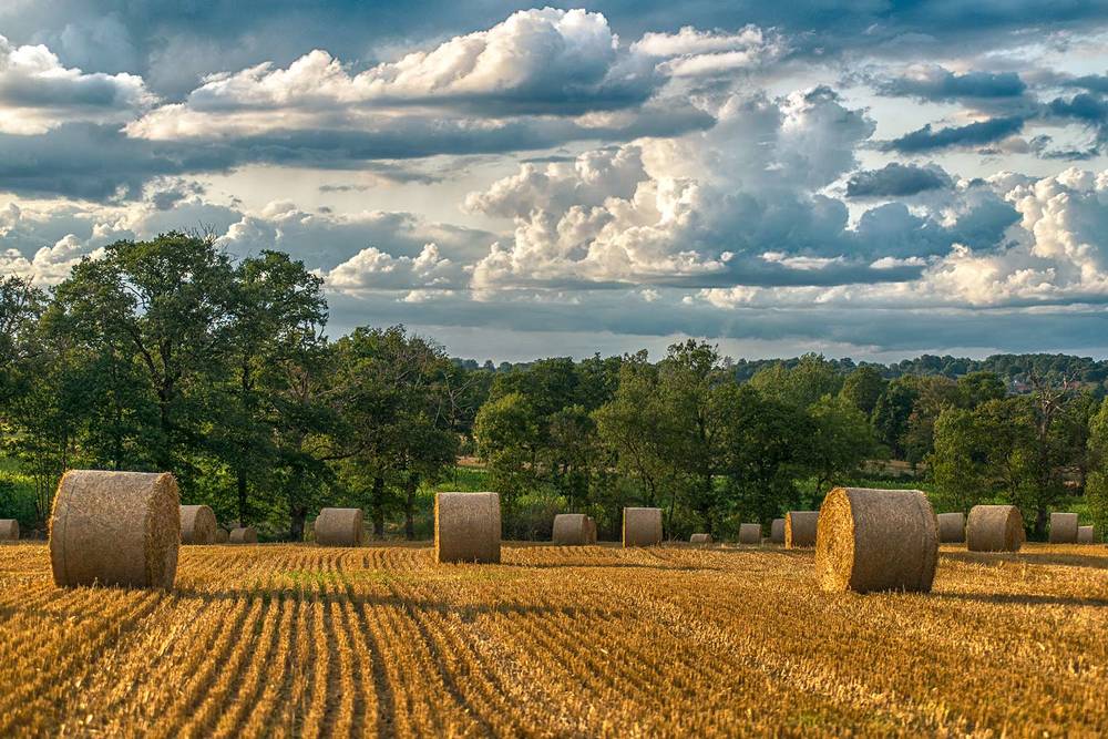 На полях Франции.