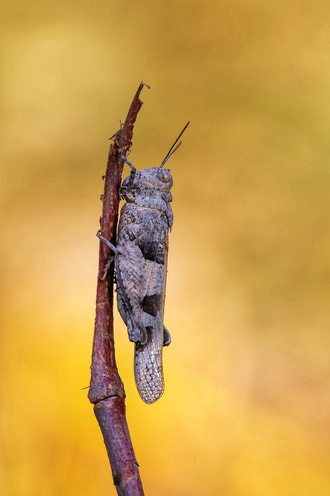 A grasshopper on wood.