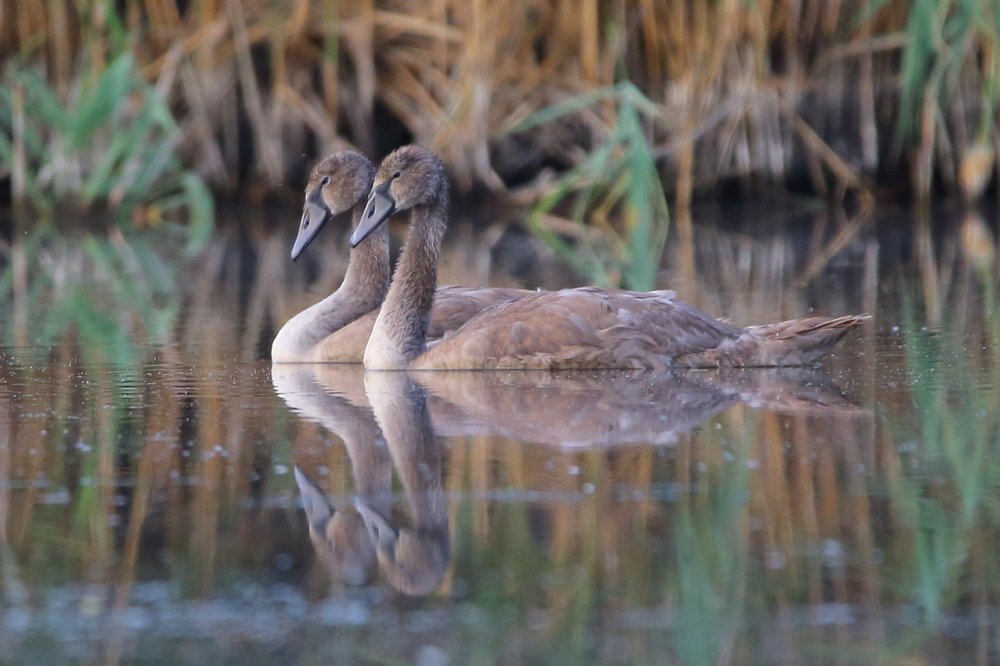 Пара лебедей