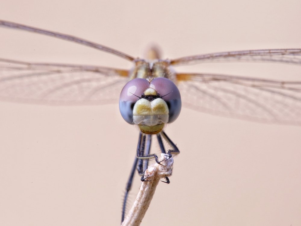 A dragonfly.