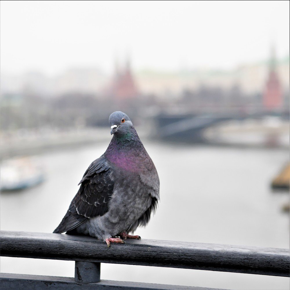 Птица мира!