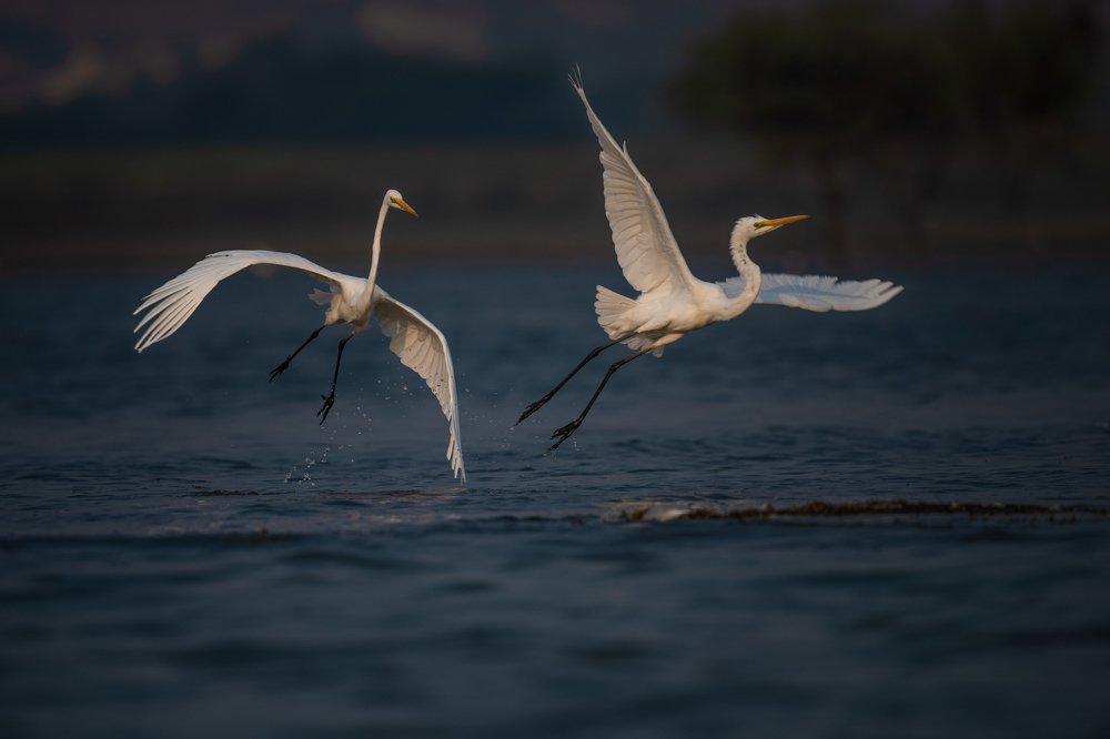 Photograph by Anindita Datta Muhuri