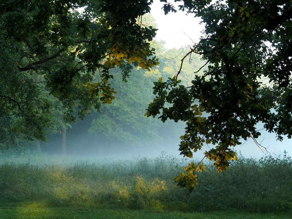 Утро туманное