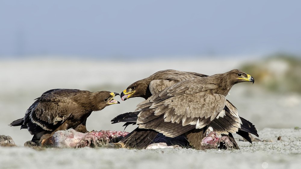 Photograph by Mousam Ray