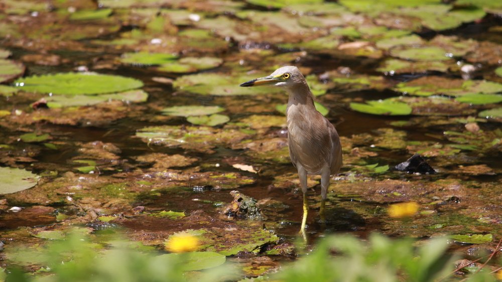 Photograph by Pravin Suthar