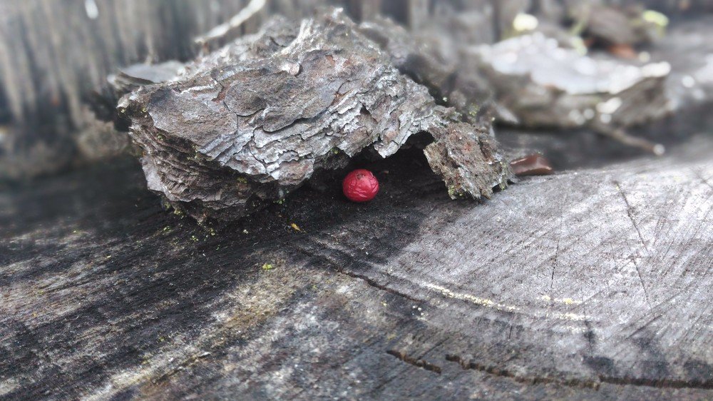 Фотография автора Наталья Сероглазова