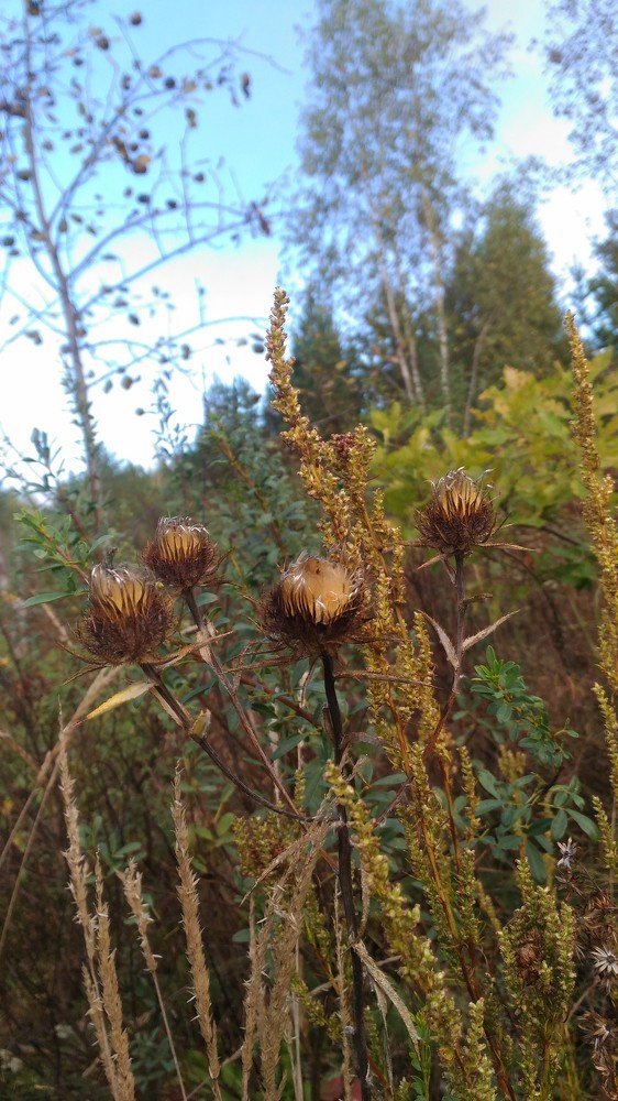 Фотография автора Наталья Сероглазова