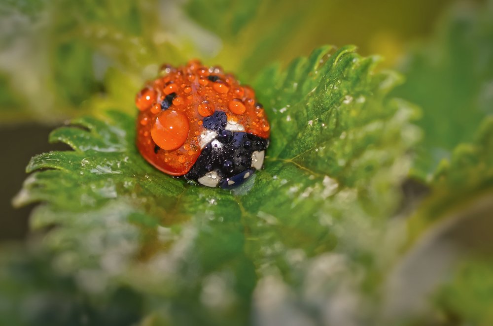 В капельках !