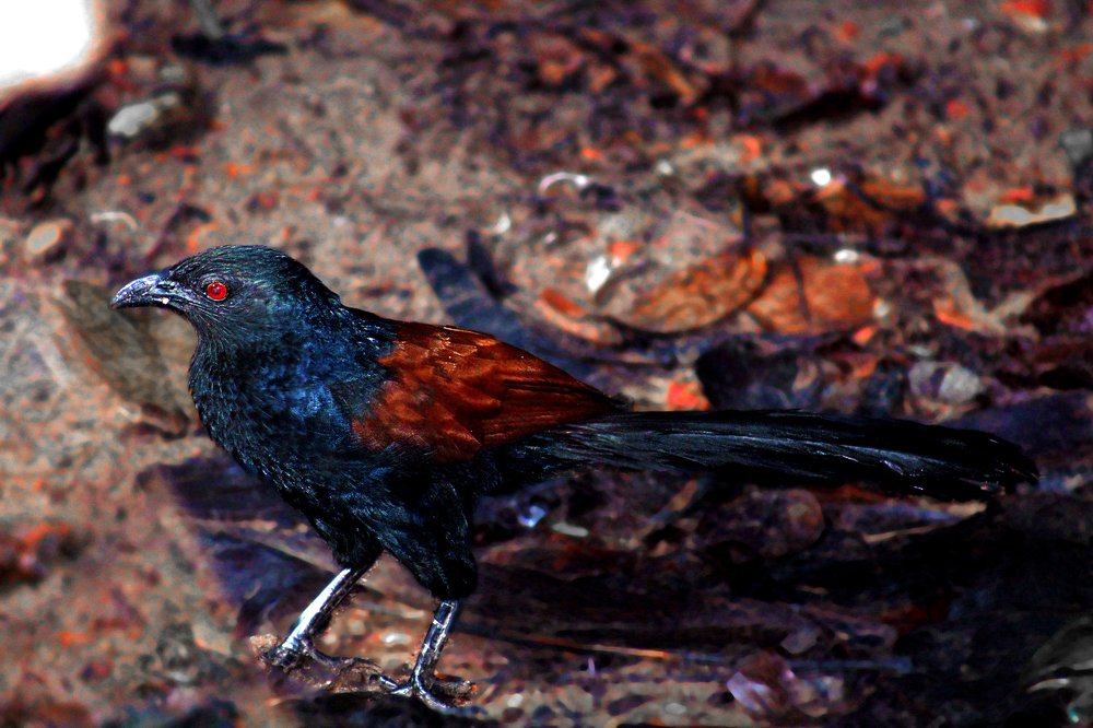 Photograph by SUJITH VARGHESE