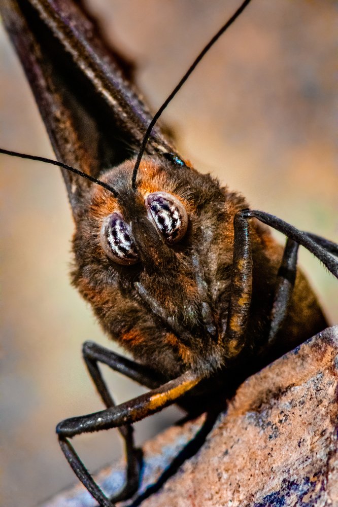 Фотография автора Gabriel de Araujo Almeida