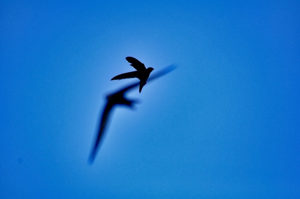 Photograph by Stoyan Baev