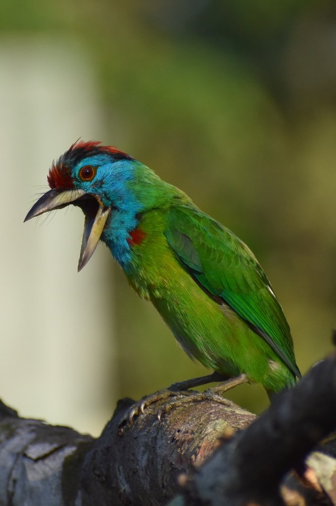 Photograph by Subrata Das