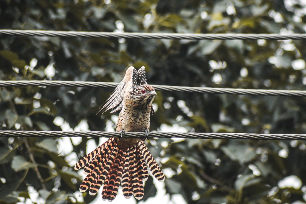 Фотография автора Mahir Anjum