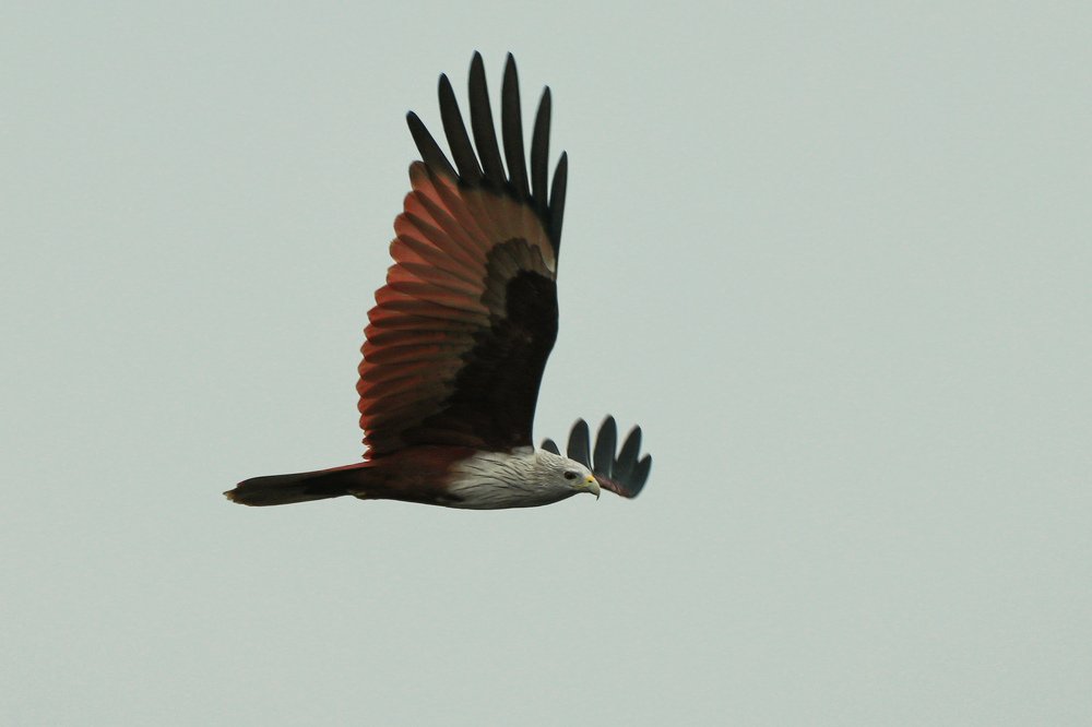 Фотография автора Mahir Anjum