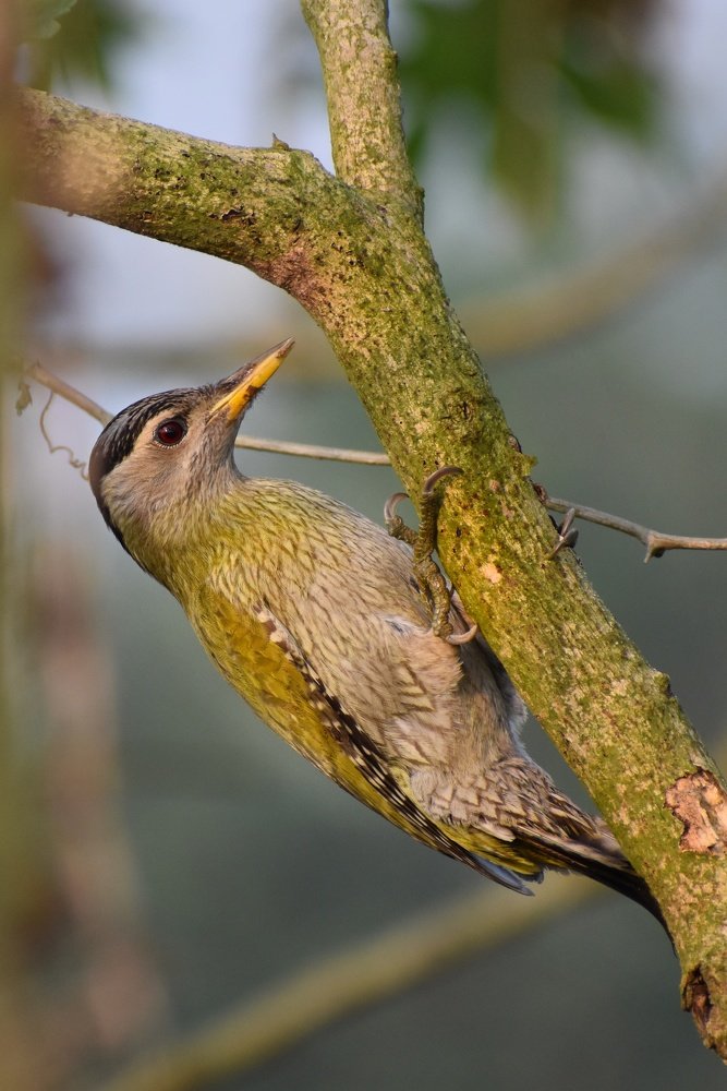 Photograph by Subrata Das