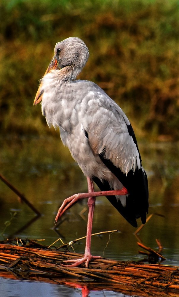 Photograph by Subrata Das