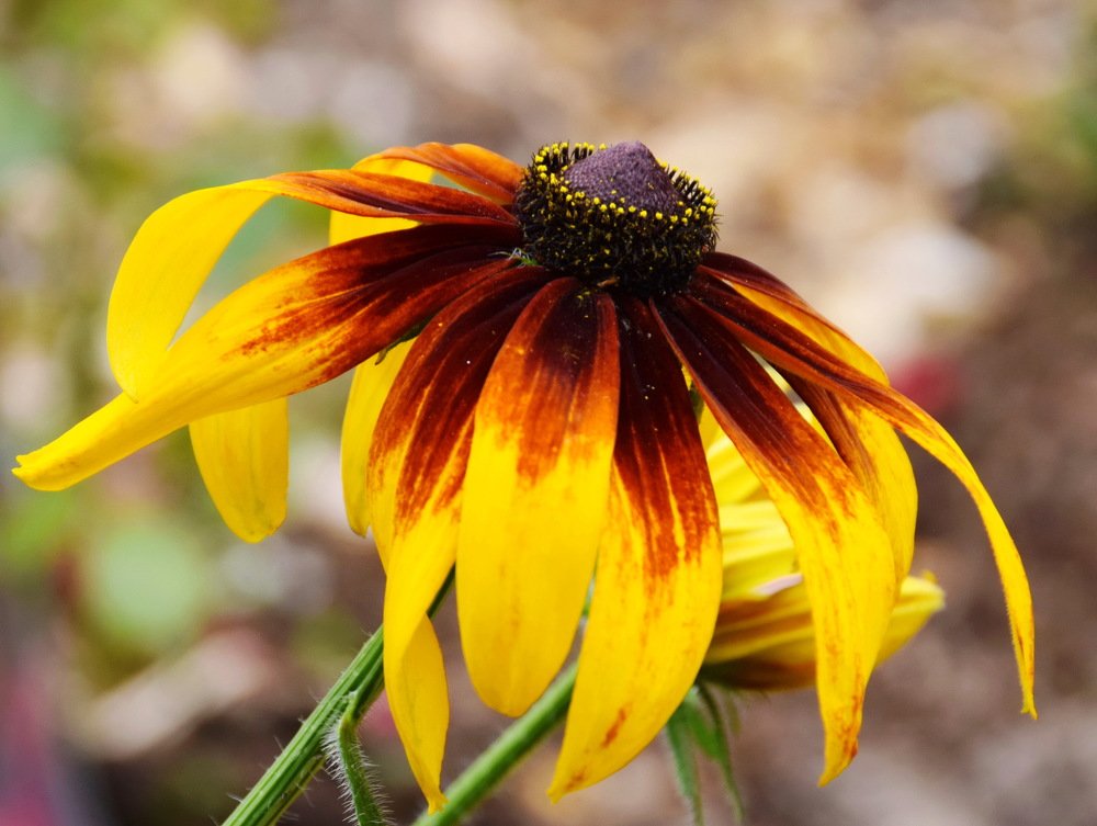 осень. рудебекия.