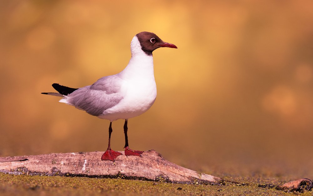 Фотография автора Руслан Комаров