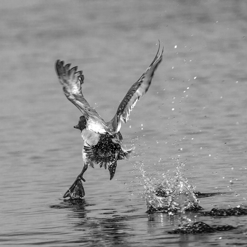 Фотография автора Анатолий Макоедов