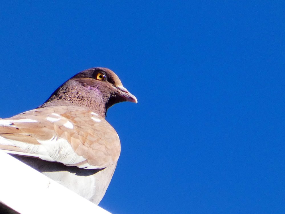 Photo #4951605