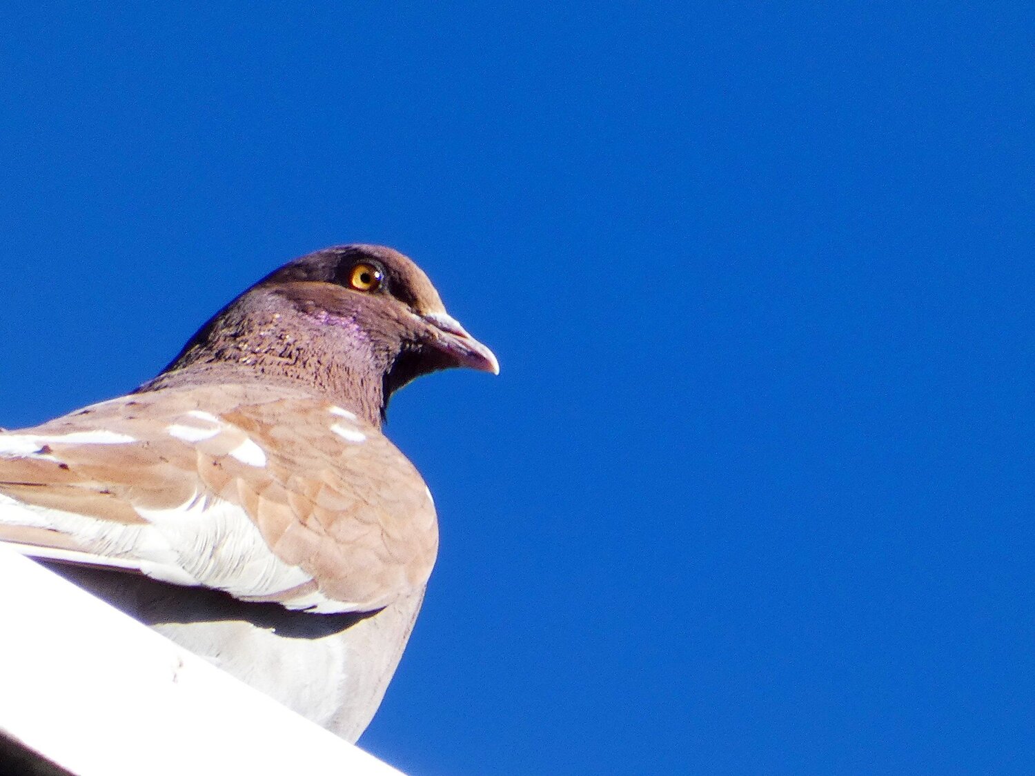 Photo #4951605