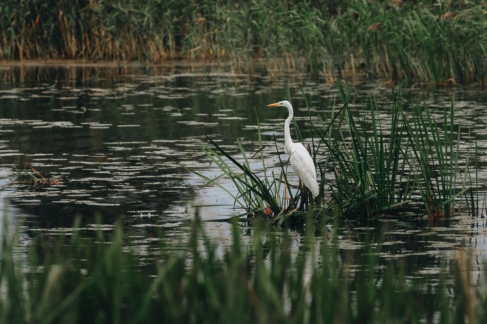 Цапля на берегу озера