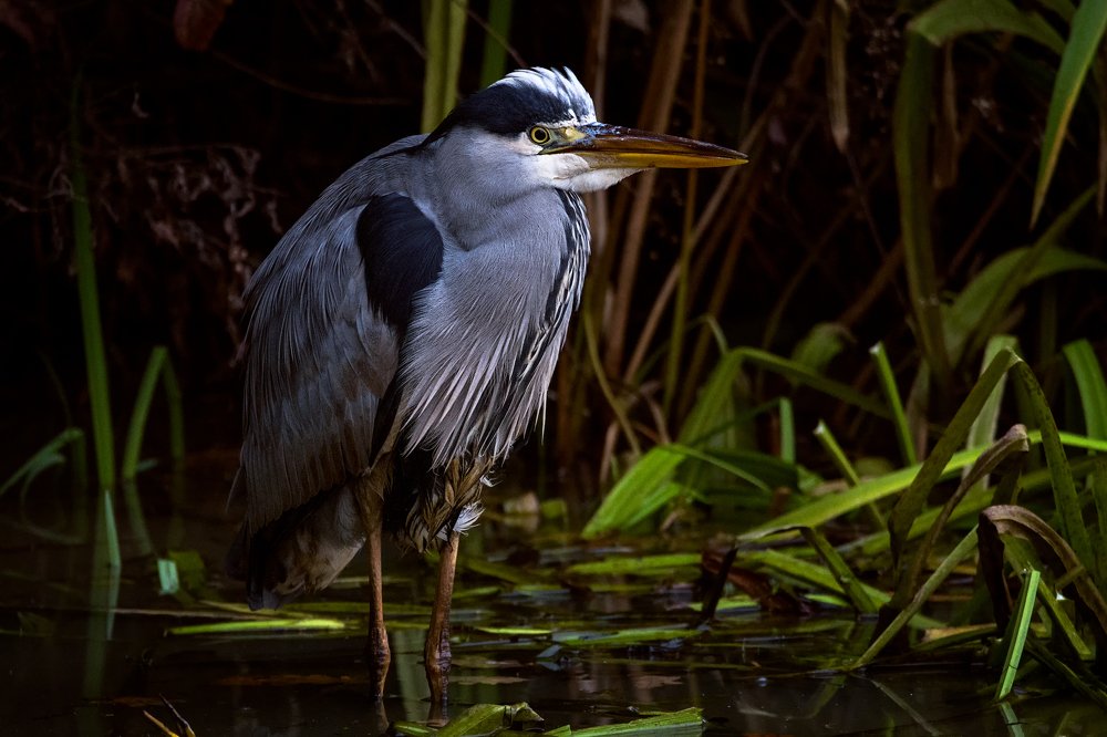 Photograph by Ooms Gert