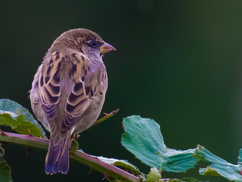 Фотография автора Anandhu M